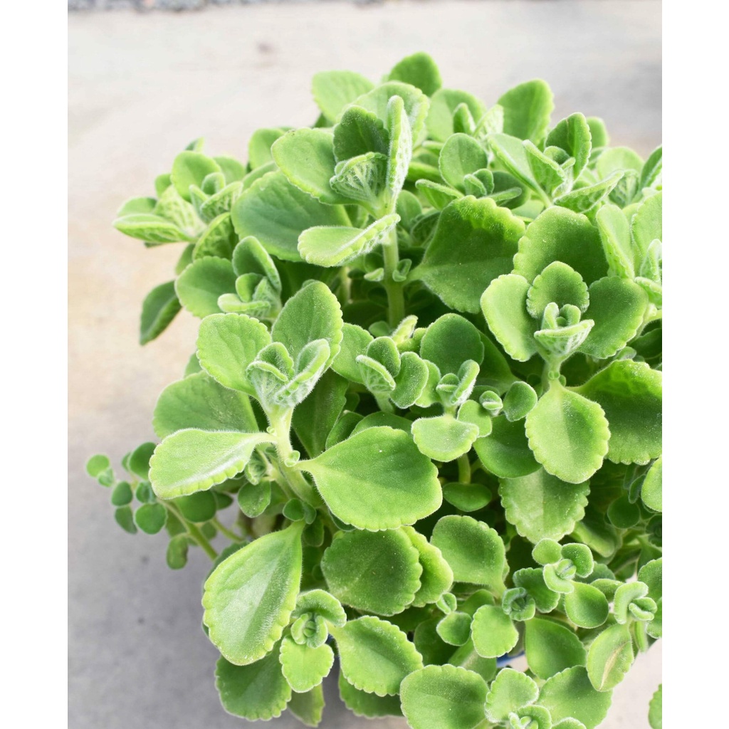 Cây Plectranthus amboinicus Cuban Oregano (Kinh Giới Cu Ba) (Lá Có Mùi Rất Thơm) chậu nhựa 8cm