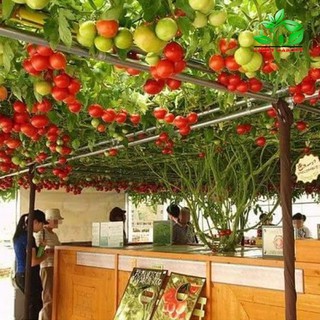 Hạt giống Cà chua bạch tuộc ( cà chua leo giàn 10 hạt ) (TẶNG gói kích thích hạt nảy mầm)