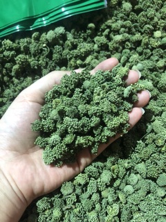 Nụ hoa tam thất bắc(gói 500g/1 gói )