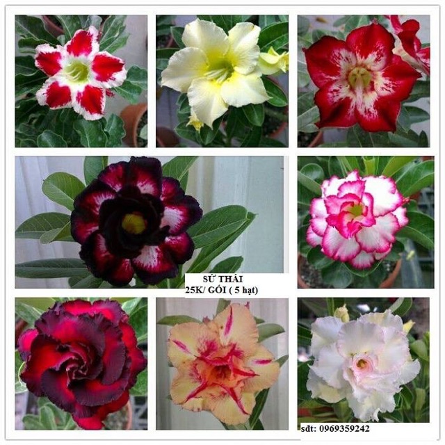 HẠT GIỐNG SỨ THÁI KÉP