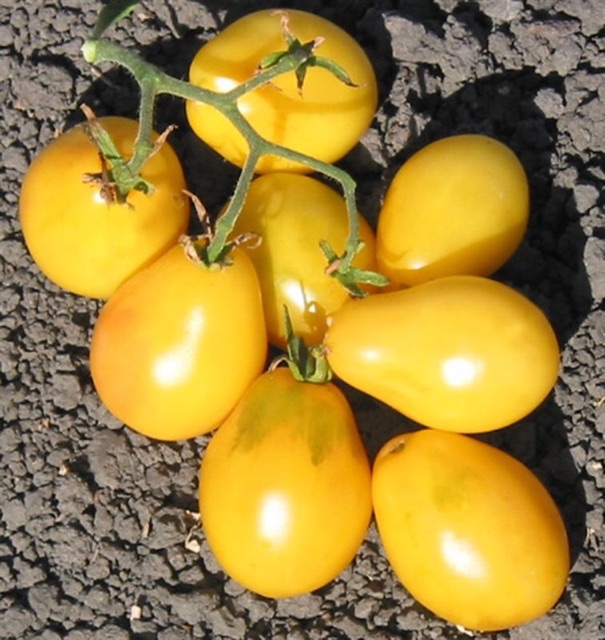 Hạt giống cà chua trái lê vàng- Golden Pear Tomato