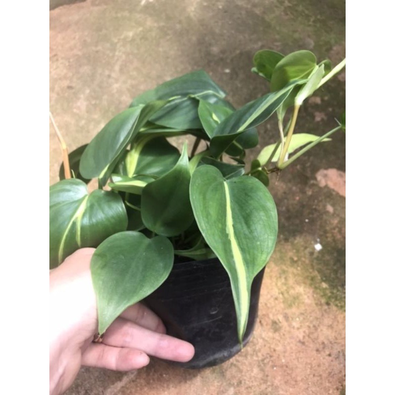 Chậu cứng Trầu bà Brazil Philodendron scandens Brazil