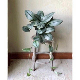Chậu cứng trầu bà ngọc trai- Scindapsus treubii moonlight