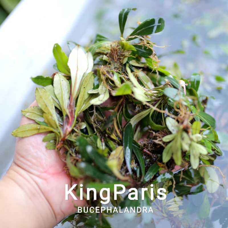 Bucep King Paris | Hàng ngọn | Lá cạn | cây thủy sinh siêu khác biệt
