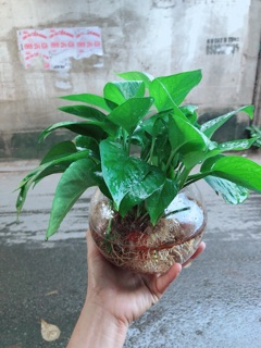 Trầu Bà Thái Trồng Thuỷ Sinh