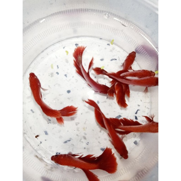 1 Bé betta RỒNGG Đỏ lai Siêu Đẹp trống size vừa tặng thức ăn