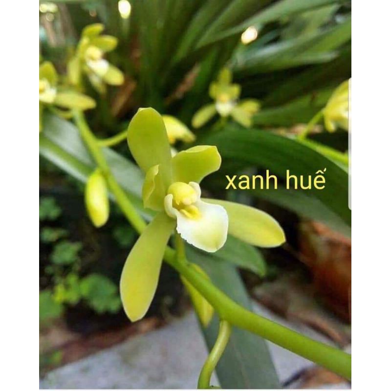 Lan Kiếm Xanh Huế gieo hạt