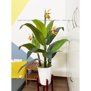 CÂY GIẢ -  CÂY THIÊN ĐIỂU CAO M2