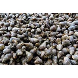 Ốc vặn tươi sống 500g
