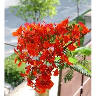 Hạt giống cây hoa phượng vĩ hoa đỏ ( Gói 10 Hạt ) - STHG2