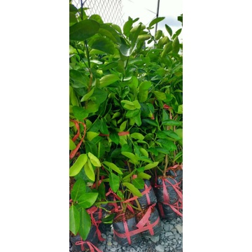 Chanh 🍋tứ quý bông tím cao 70cm