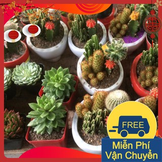 Combo 3 Gói Hạt Giống Sương Rồng Mix