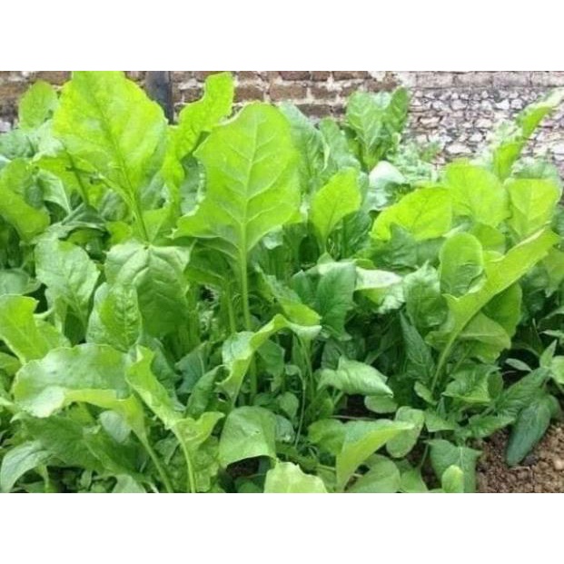 Hạt giống rau chân vịt  chịu nhiệt thái lan