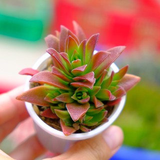 SEN ĐÁ TỨ PHƯƠNG NHÁM 🌵FREESHIP 🔥 ĐÃ THUẦN XỨ NÓNG 🌟SIU CUTE CHUẨN SIZE BẦU 🌟