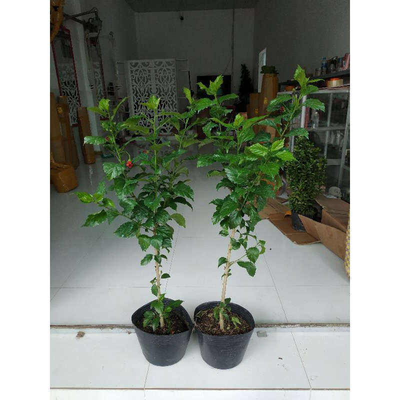 dâm bụt thân gỗ