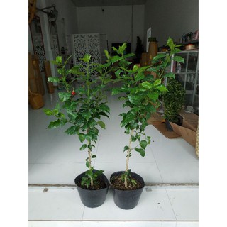 dâm bụt thân gỗ
