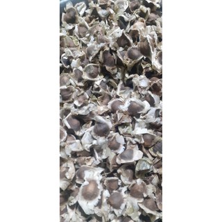 1kg hạt giống chùm ngây