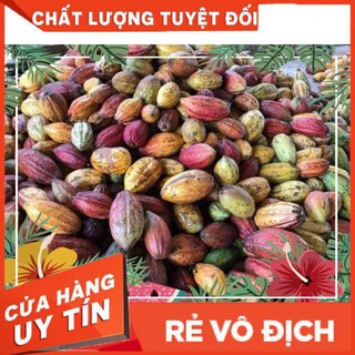 Bột cacao Đăk lăk 500g