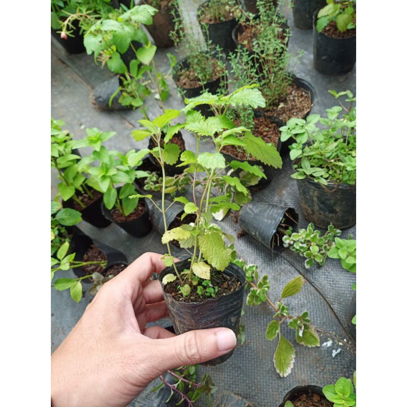 Bạc hà sả chanh