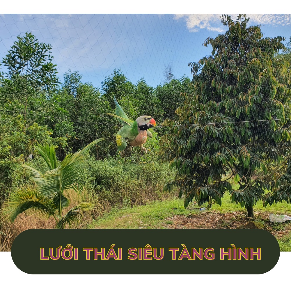 Lưới bẫy chim 6p tàng hình thái lan chuyên cu tiểu, sáo, cu gáy, cao 5,5m, 4 dây 3 túi, đã thắt chống gió chất