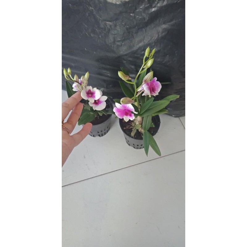 Hoa lan yaya mini cây đang nụ và hoa