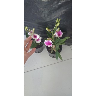 Hoa lan yaya mini cây đang nụ và hoa