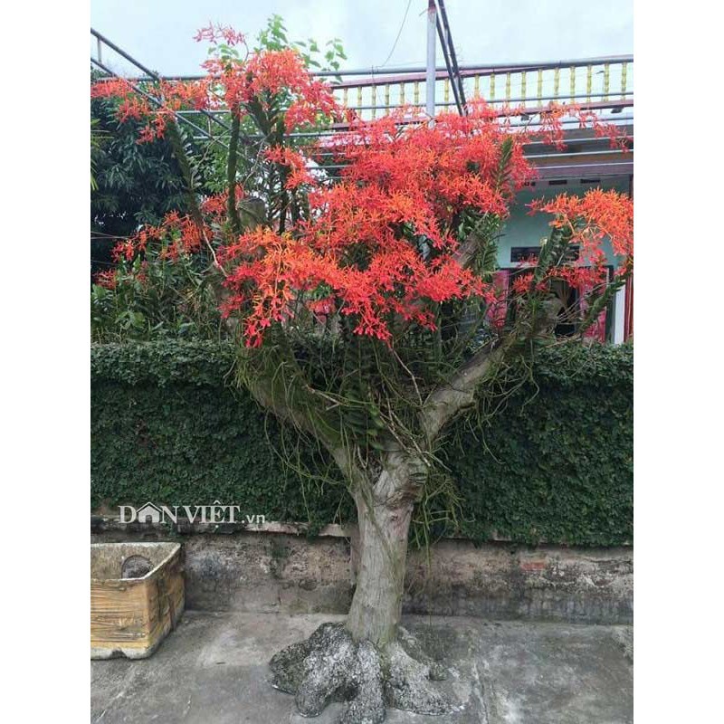 CÂY GIỐNG LAN PHƯỢNG VỸ ĐỎ