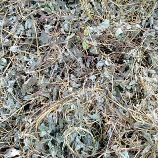 1kg Lá sâm dây (hồng đẳng sâm) phơi khô
