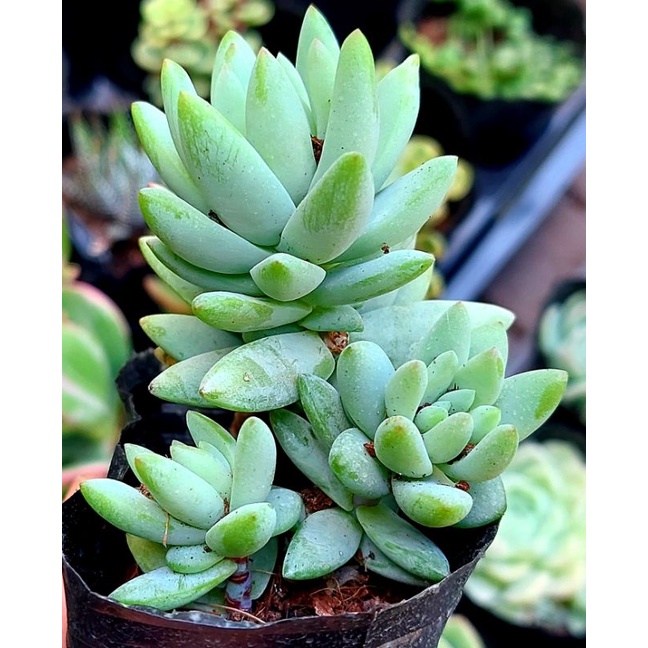 Sen đá Chuỗi Ngọc Đứng - Hư 1 đổi 1- Cây cảnh trang trí- HOA ĐÁ shop