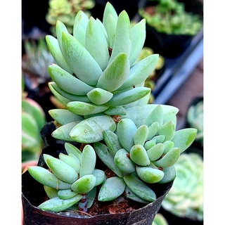 Sen đá Chuỗi Ngọc Đứng - Hư 1 đổi 1- Cây cảnh trang trí- HOA ĐÁ shop