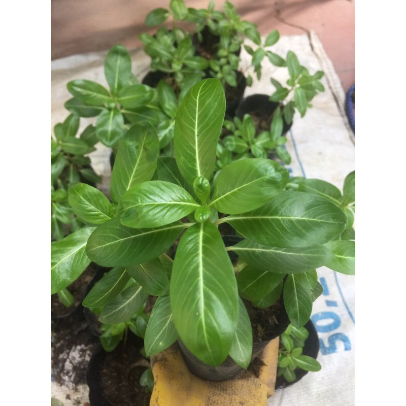 COMBO CHẬU 3 CÂY GIỐNG HOA DỪA CẠN SAI HOA QUANH NĂM