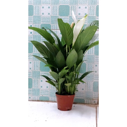 Hoa Lan Ý Hàng Đẹp