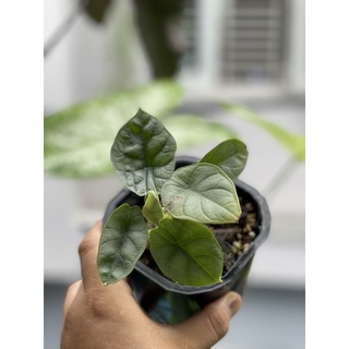 Cây Rồng Bạc | Alocasia Dragon Silver