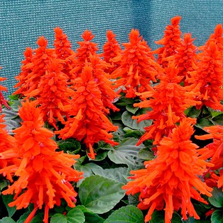 20 HẠT GIỐNG HOA XÁC PHÁO ĐỎ