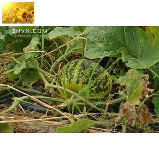 Hạt Giống Dưa Bở Thơm Cao Sản (20 Hạt)