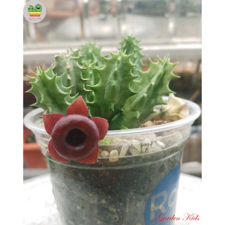 Xương rồng sao biển hoa đỏ