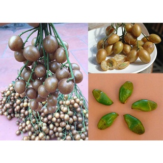 Cây giống Quất hồng bì quả to siêu ngọt