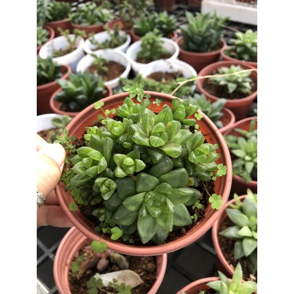Sen đá Các Loại Size Trung☘️☘️☘️