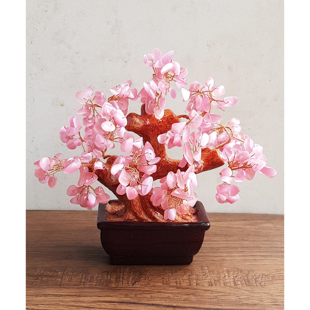 Cây tài lộc đá Mắt Mèo 16cm