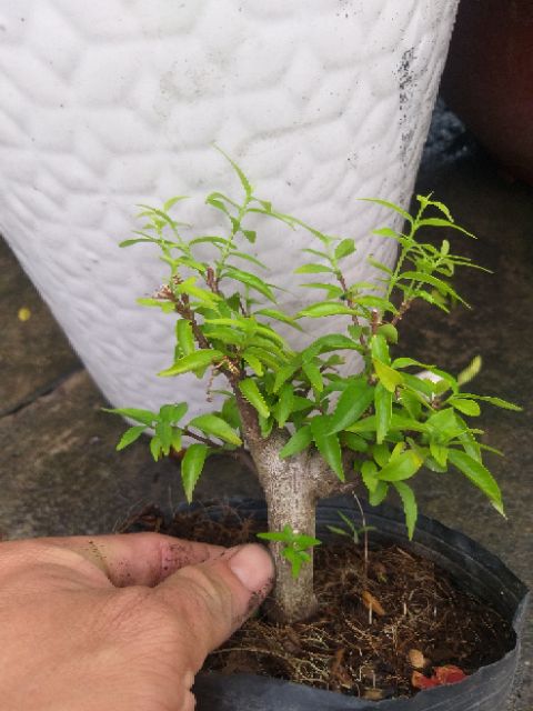 Mai Chiếu Thủy dạng phôi