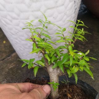 Mai Chiếu Thủy dạng phôi