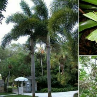 Cây cau đuôi chồn (australia) cao 40cm.