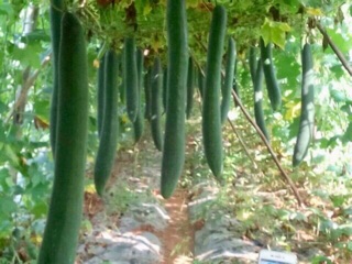 COMBO-10 GÓI HẠT GIỐNG BÍ SẶT NV86