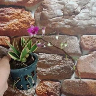 Combo 5 cốc denmini lá biên