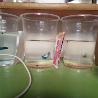 Betta thủy sinh hàng đẹp cho ae mới chơi