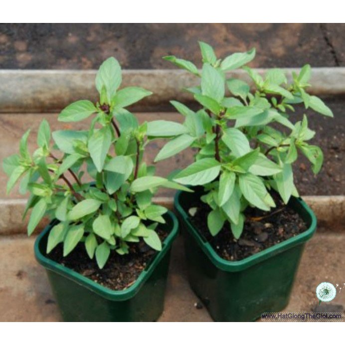 Hạt giống húng quế thơm 5gr HN