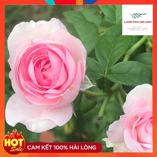Hoa Hồng Cổ Vân Khôi [🏵️ MÙI THƠM NHẸ DỊU🏵️]