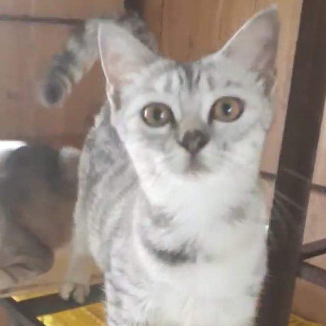 Mèo anh lông ngắn