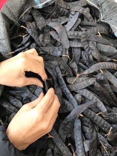 1 Kg Bồ kết khô hạt mẩy