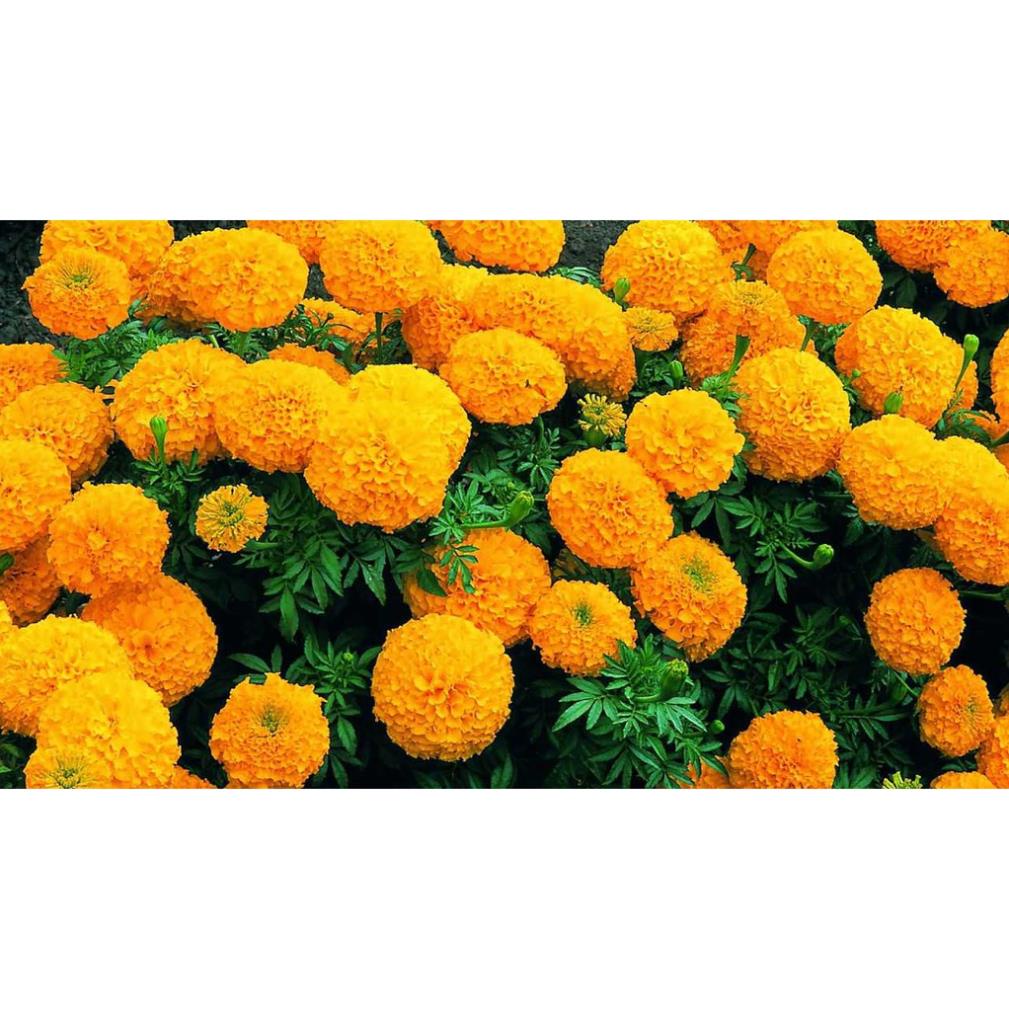 Hạt Giống Cúc Vạn Thọ Mỹ Bông To Vàng Cam  - MUA 3 TẶNG 1 CÙNG LOẠI KHUYẾN MẠI TRONG 1 NGÀY